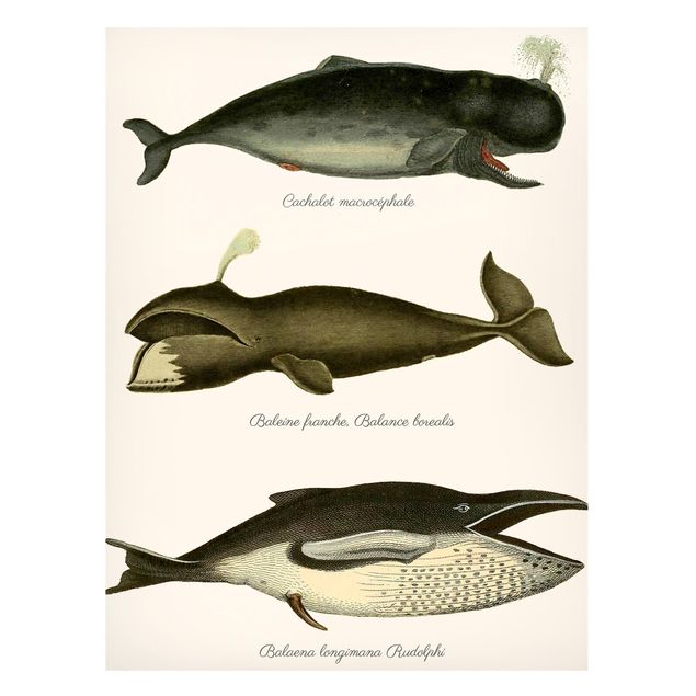 Magneetborden Three Vintage Whales