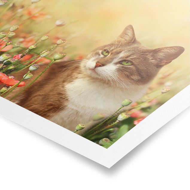 Posters Cat In A Field Of Poppies