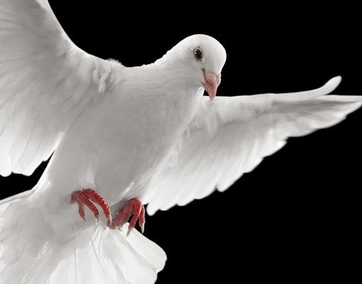 Brievenbussen Dove Of Peace