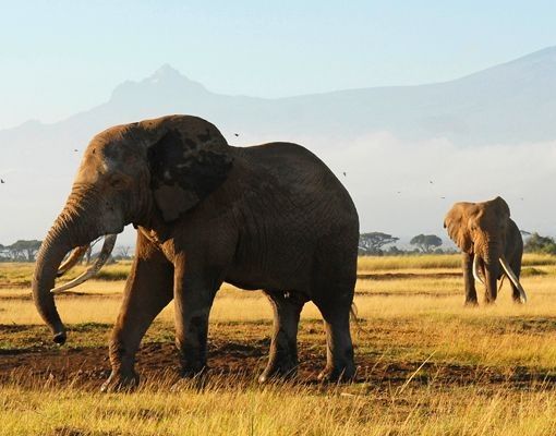 Brievenbussen Elephants In Front Of The Kilimanjaro In Kenya