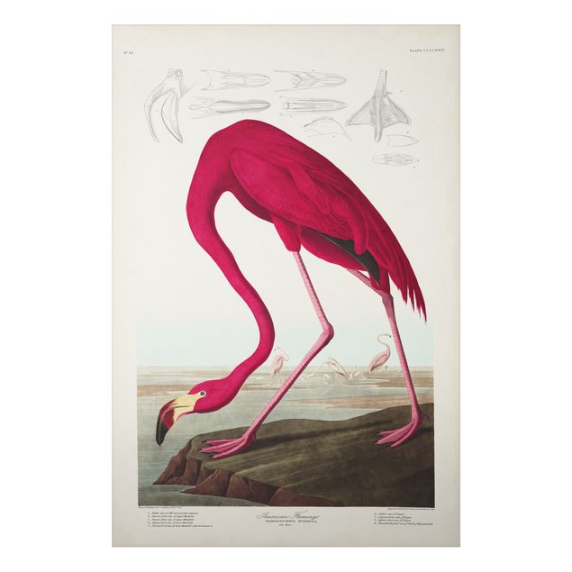 Aluminium Dibond schilderijen Vintage Board American Flamingo