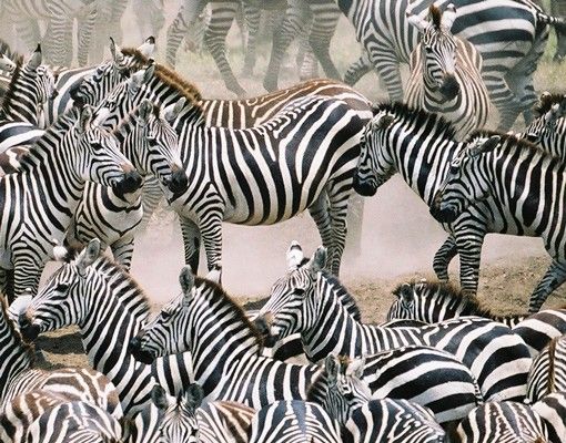 Brievenbussen Zebra Herd