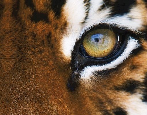 Brievenbussen Tiger Eyes