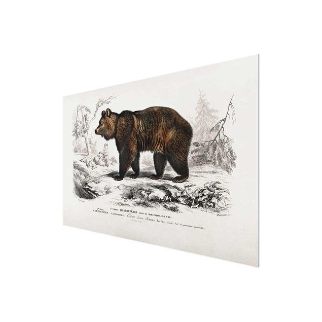 Glasschilderijen Vintage Board Brown Bear
