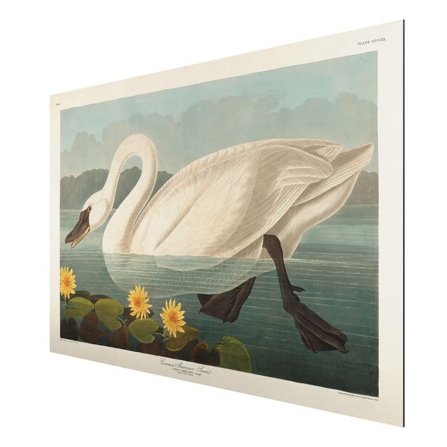 Aluminium Dibond schilderijen Vintage Board American Swan