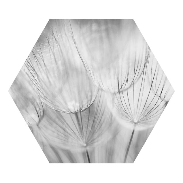 Hexagons Aluminium Dibond schilderijen Dandelions Macro Shot In Black And White