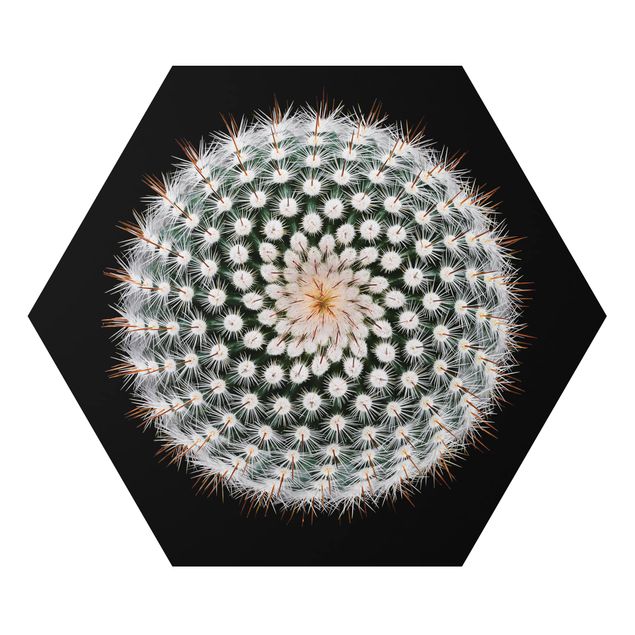 Hexagons Aluminium Dibond schilderijen Cactus Flower