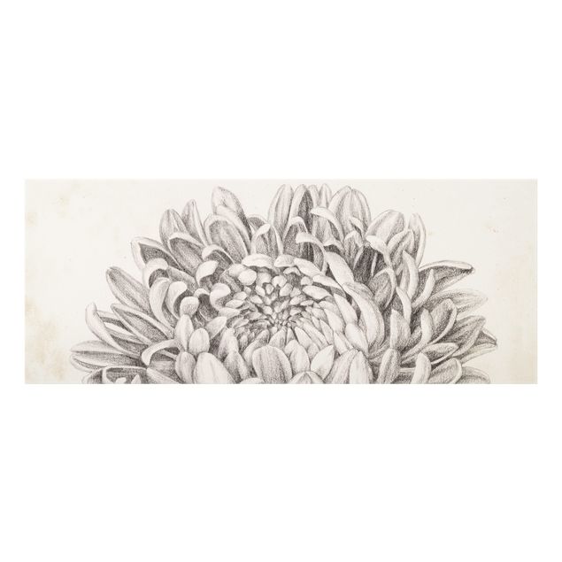 Spatscherm keuken Botanical Study Chrysanthemum II