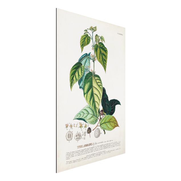 Aluminium Dibond schilderijen Vintage Botanical Illustration Cocoa