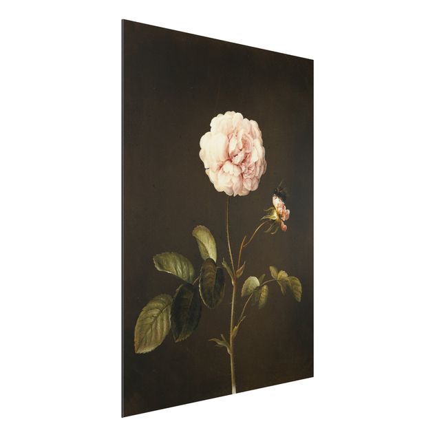 Aluminium Dibond schilderijen Barbara Regina Dietzsch - French Rose With Bumblbee