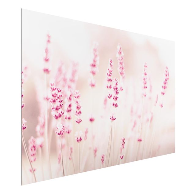 Aluminium Dibond schilderijen Pale Pink Lavender