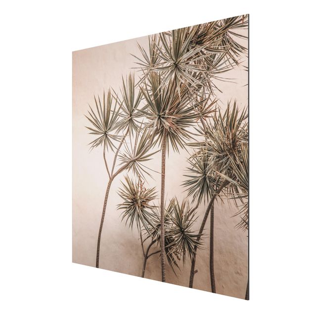 Aluminium Dibond schilderijen Sun-Kissed Palm Trees