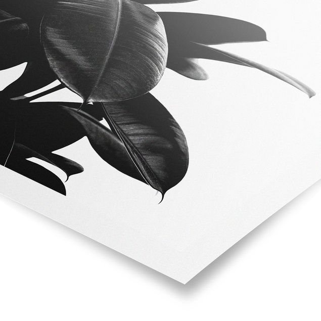 Posters Rubber Tree Black And White