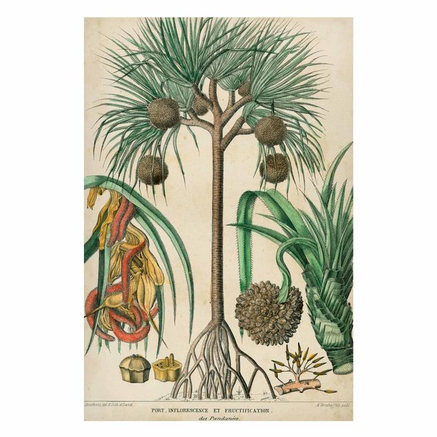 Magneetborden Vintage Board Exotic Palms I