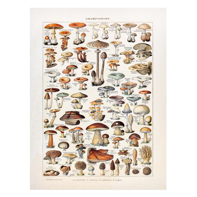 Magneetborden Vintage Board Mushrooms