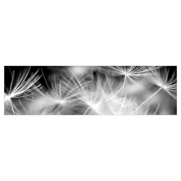 Keukenachterwanden Moving Dandelions Close Up On Black Background
