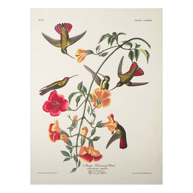 Aluminium Dibond schilderijen Vintage Board Mango Hummingbirds