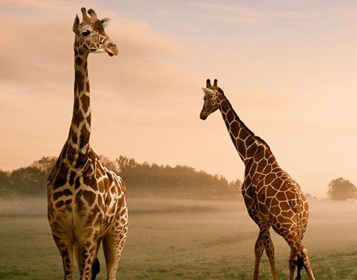 Tegelstickers Surreal Giraffes