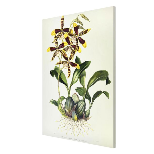 Magneetborden Maxim Gauci - Orchid II