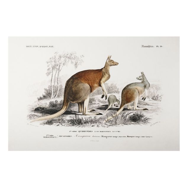 Aluminium Dibond schilderijen Vintage Board Kangaroo
