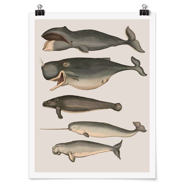 Posters Five Vintage Whales