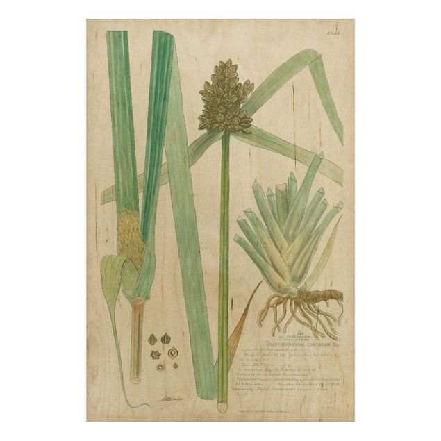Houten schilderijen Vintage Botany Drawing Grasses III