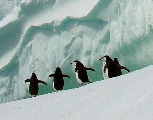 Wastafelonderkasten Arctic Penguins