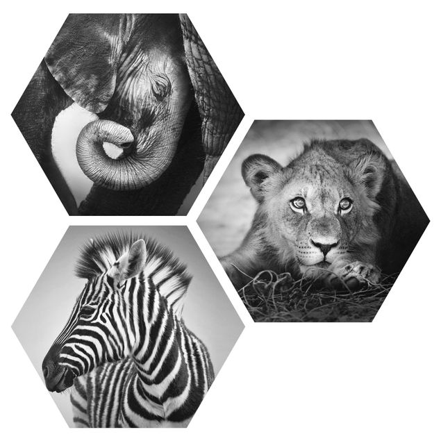 Hexagons Aluminium Dibond schilderijen - 3-delig Baby Animals