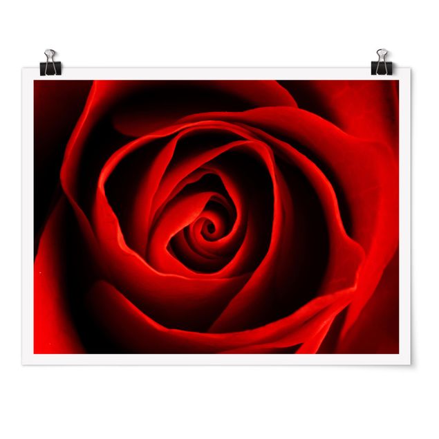 Posters Lovely Rose