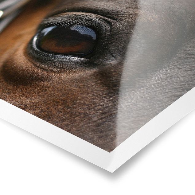 Posters Horse Eye