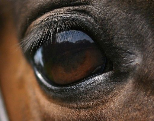 Wastafelonderkasten Horse Eye