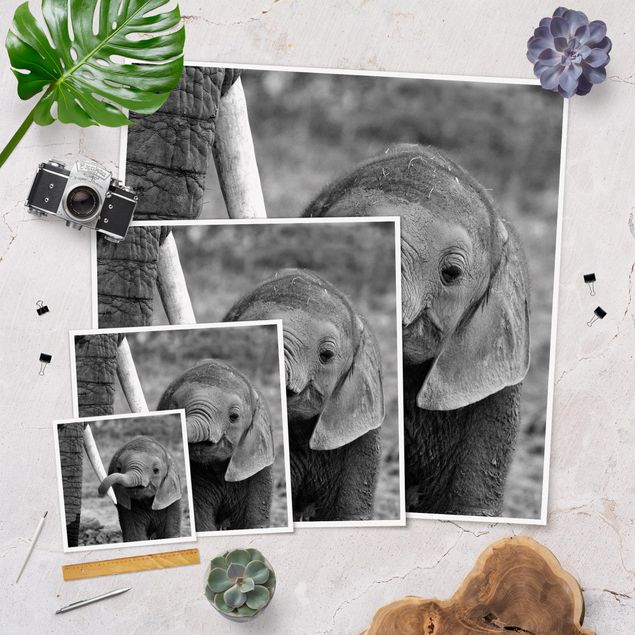 Posters Baby Elephant