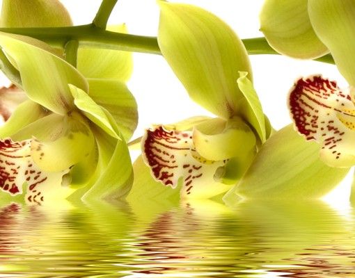 Wastafelonderkasten Splendid Orchid Waters