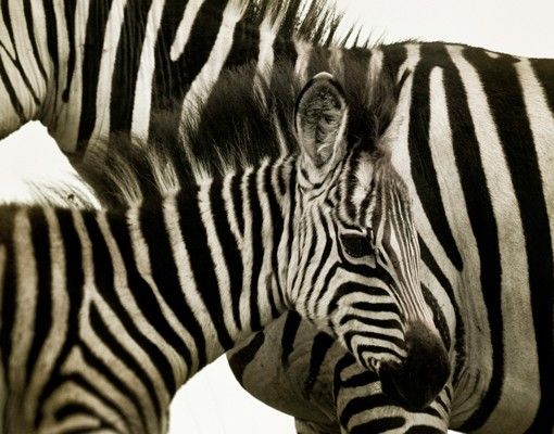 Wastafelonderkasten Zebra Couple