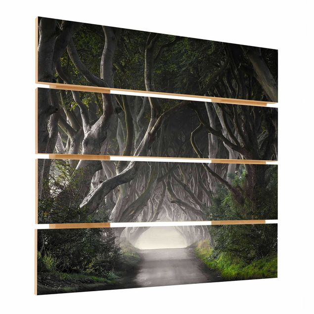 Houten schilderijen op plank Forest In Northern Ireland