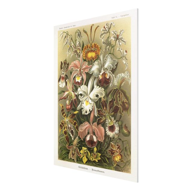 Forex schilderijen Vintage Board Orchid