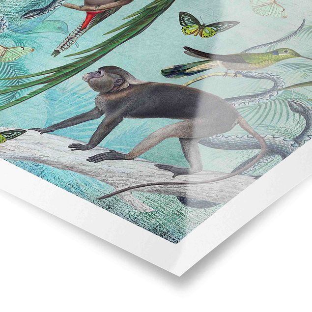 Posters Colonial Style Collage - Monkeys And Birds Of Paradise