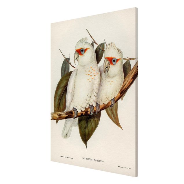 Magneetborden Vintage Illustration White Cockatoo