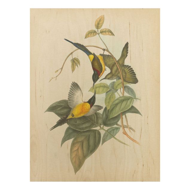 Houten schilderijen Vintage Illustration Tropical Birds IV
