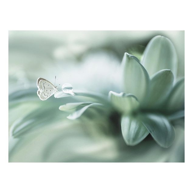 Forex schilderijen Butterfly And Dew Drops In Pastel Green