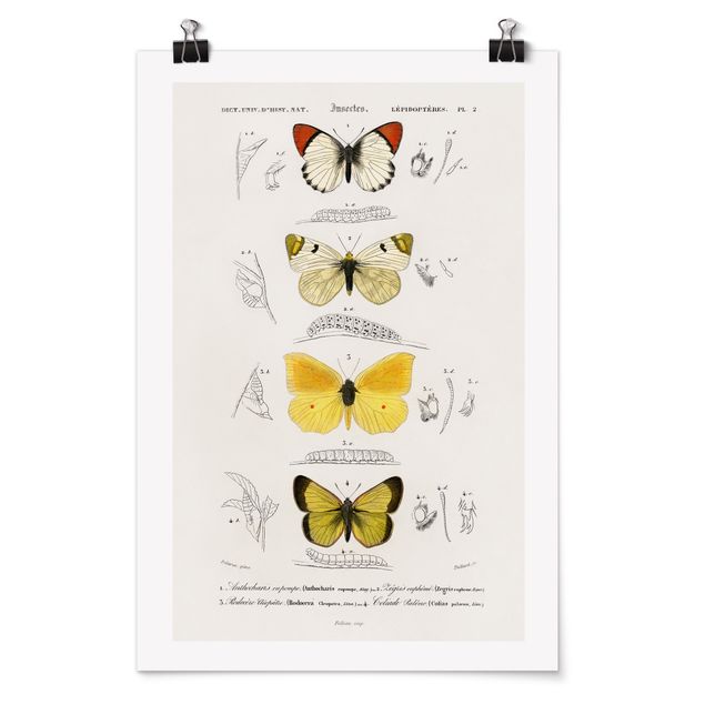 Posters Vintage Board Butterflies II