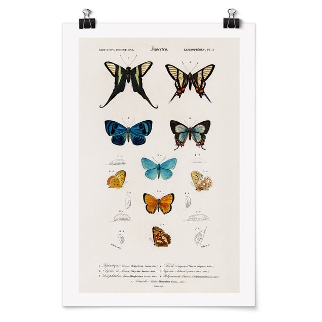 Posters Vintage Board Butterflies I