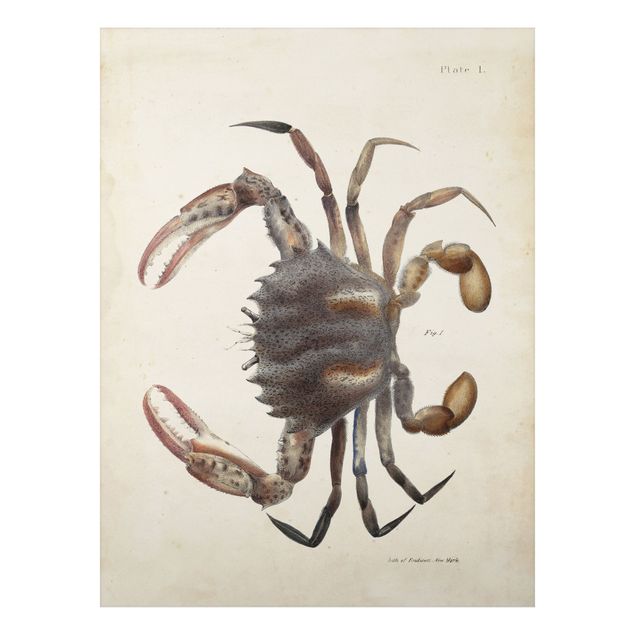 Aluminium Dibond schilderijen Vintage Illustration Crab