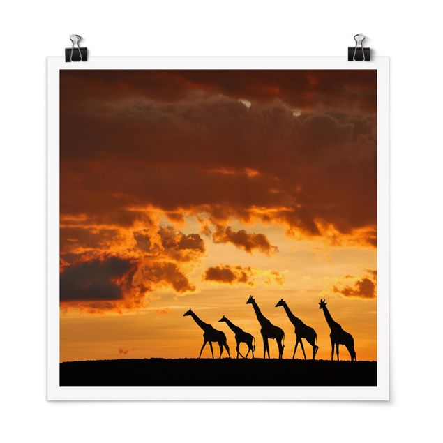 Posters Five Giraffes