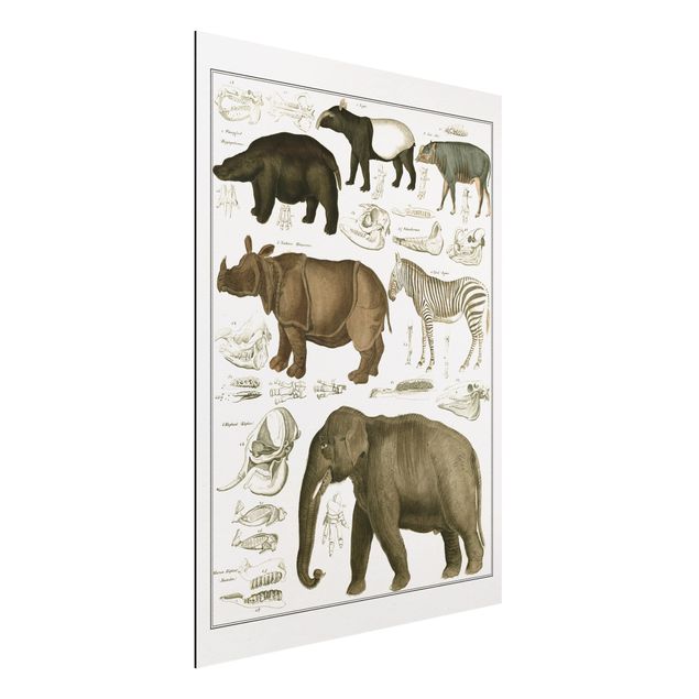 Aluminium Dibond schilderijen Vintage Board Elephant, Zebra And Rhino