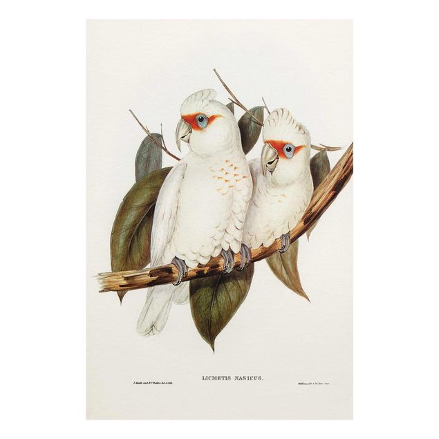 Glasschilderijen Vintage Illustration White Cockatoo