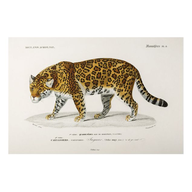 Aluminium Dibond schilderijen Vintage Board Jaguar