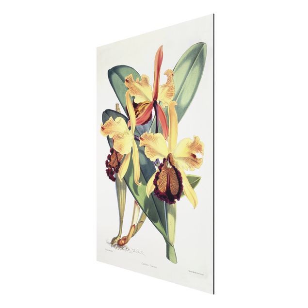 Aluminium Dibond schilderijen Walter Hood Fitch - Orchid