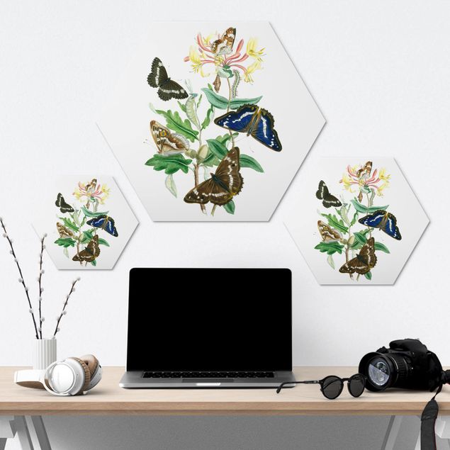 Hexagons Aluminium Dibond schilderijen British Butterflies IV