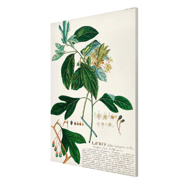 Magneetborden Vintage Botanical Illustration Laurel